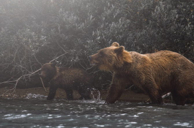 mamma bear and cub