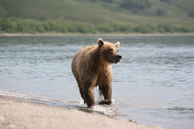 Brown Bear coming out of water