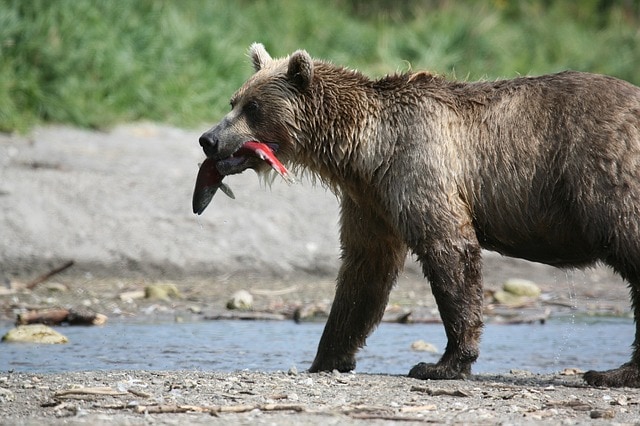 Brown bear carrying a fish near a river