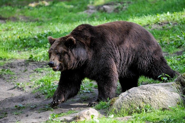 brown bear