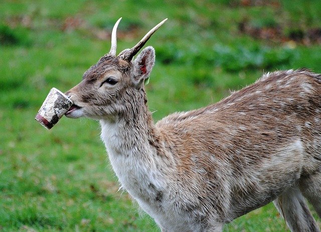 deer with plastic cup