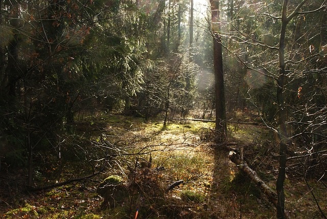 forest after rain