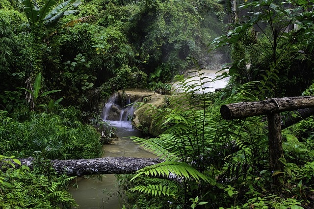 a stream in the forest