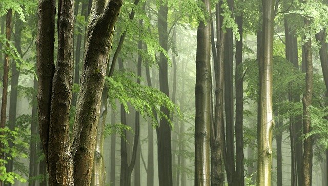 wet forest