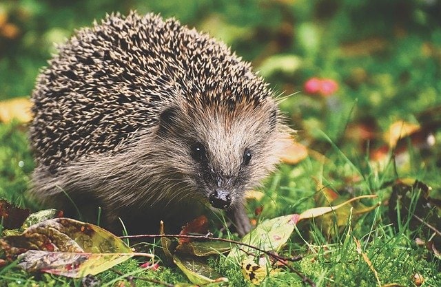 a small hedgehog in grass