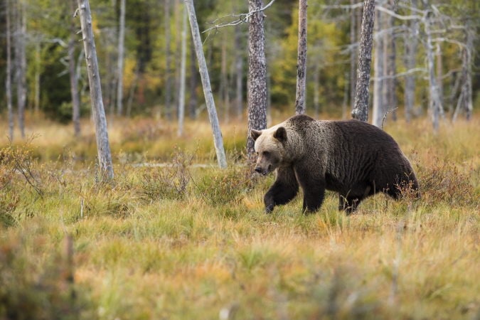 A brown bear walking around in grass