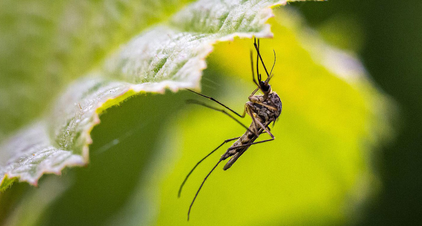 Keep the Mosquitoes Away on Camping